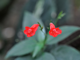 Small Bright Red Flower Double