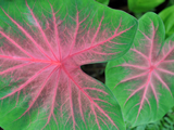 Large Pink And Green Shield Shaped Leaves