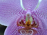 Orchid Interior