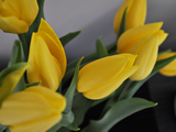 Yellow Tulip Group