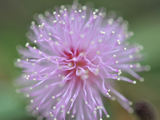 Pink Micro Wild Flower Thumb