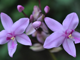 Double small violet orchid