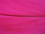 Hot Pink Leaf Close up