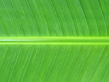 Green Stem Palm Leaf Close up