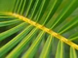 Spiral Palm Leaf